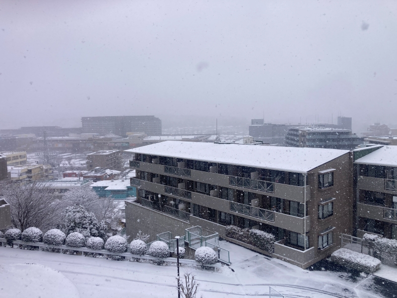 久しぶりの雪景色 2026.2.8 - ウリパパの日記