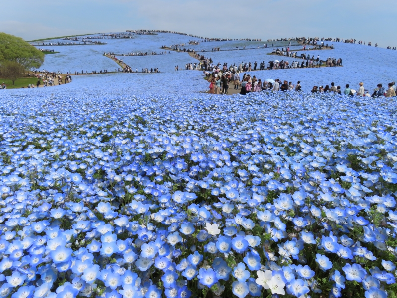 ネモフィラ満開のひたち海浜公園 2026.4.20 - ウリパパの日記