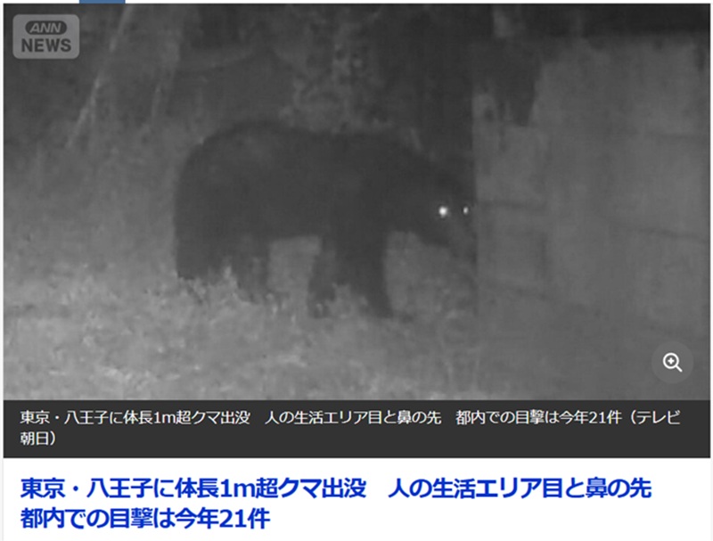 八王子市元八王子町に熊が出没 2025.5.15 - ウリパパの日記