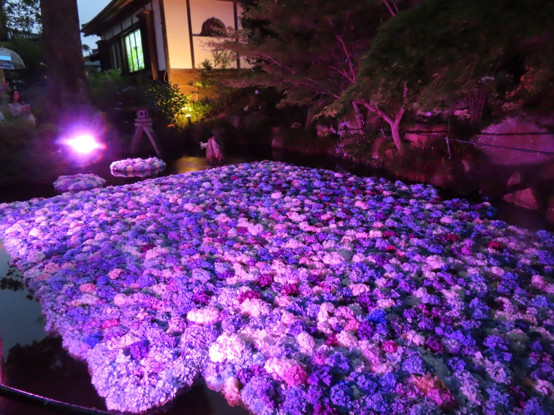 お値下げしました。紫繵調松彫り花台 雨引観音のあじさい祭りと水中華のライトアップ 2026.6.26 - ウリパパ