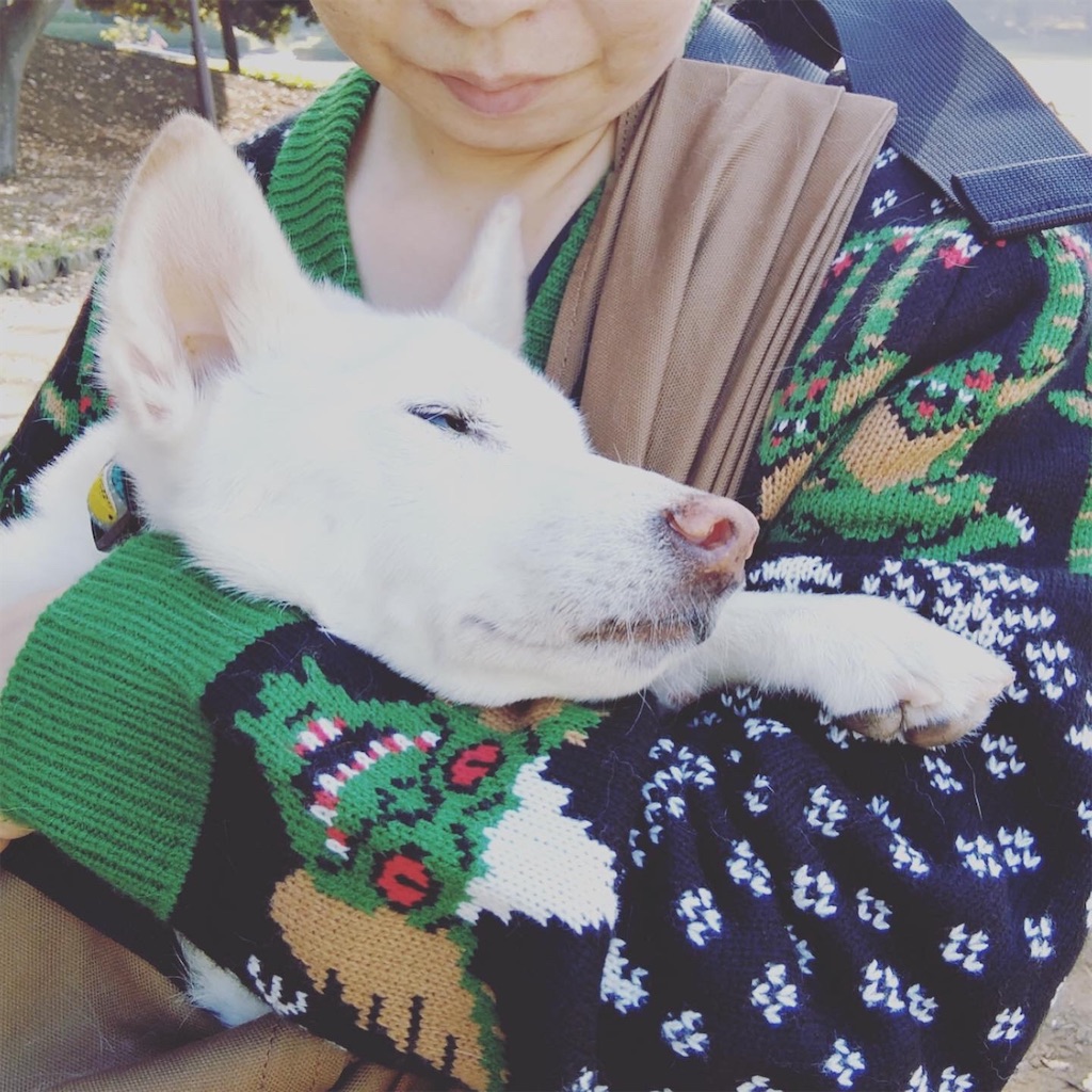 ウリコの旅立ち Dyeing Weaving Dogs Rock ウリコの旅立ち Dyeing Weaving Dogs Rock