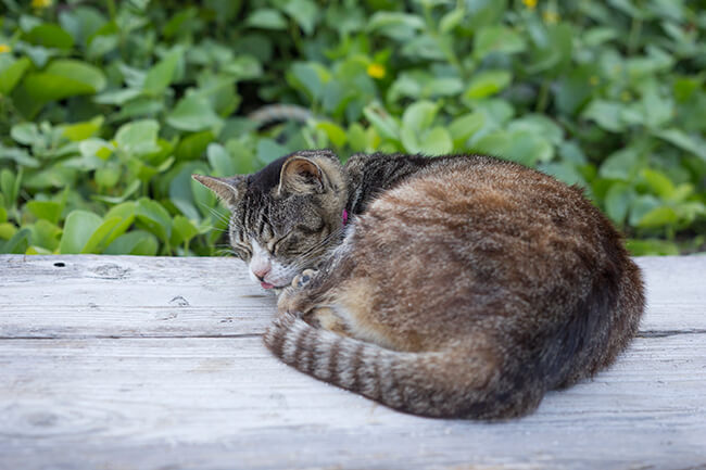 川平湾にいた飼い猫