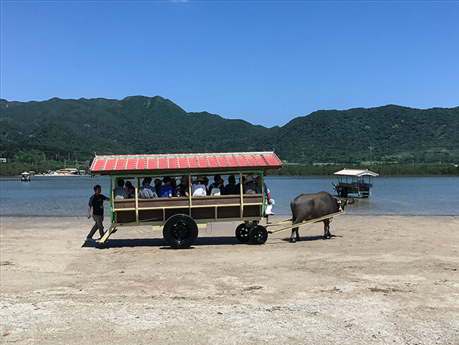 由布島・力持ちの水牛さん