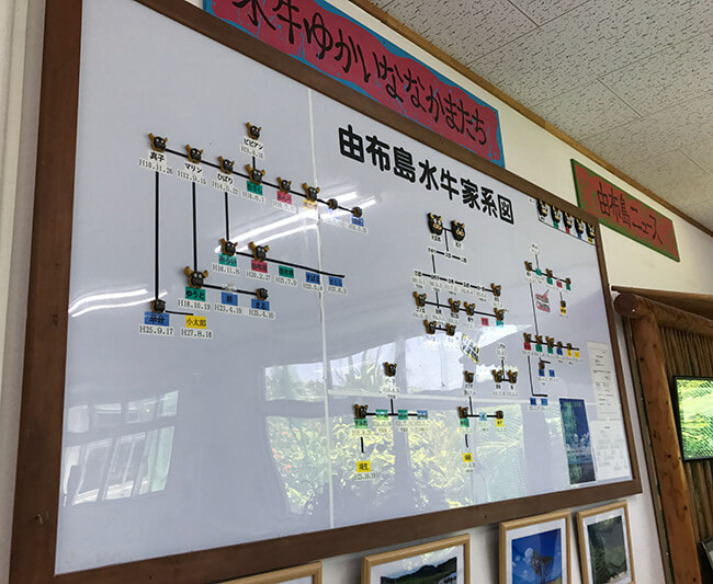 水牛の家系図