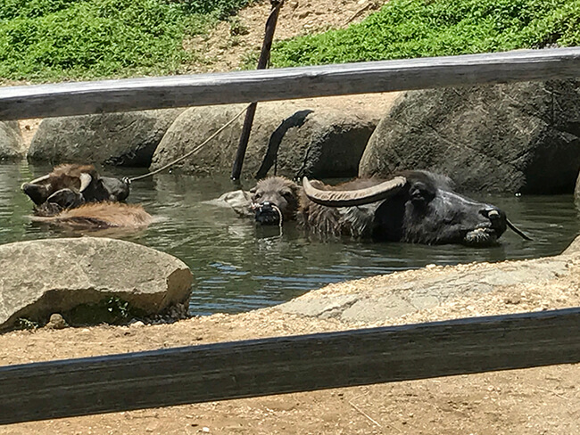 非番の水牛たち