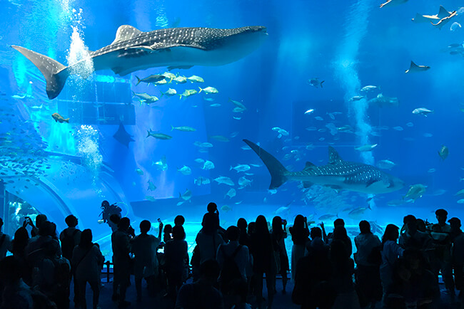 美ら海水族館の大水槽