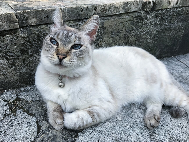 坂道の猫