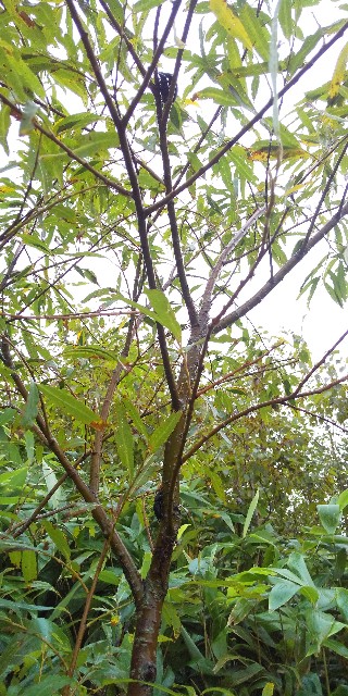 f:id:urobonmusi:20210129200030j:image