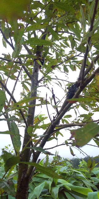 f:id:urobonmusi:20210129200231j:image