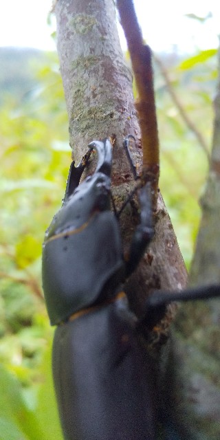 f:id:urobonmusi:20210129200737j:image