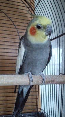 f:id:urococolu:20180420235130j:plain f:id:urococolu:20180420235130j:plain