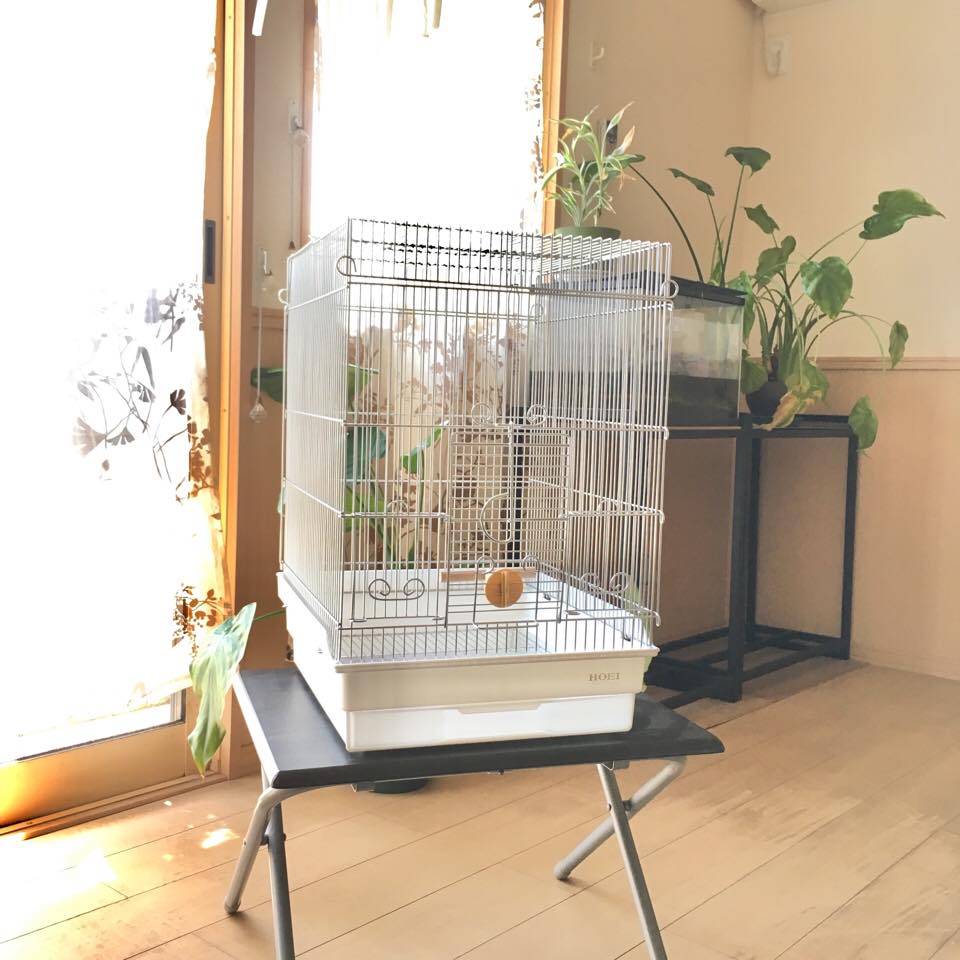 イージーホームクリアバード 40 オカメインコ セキセイインコ 鳥