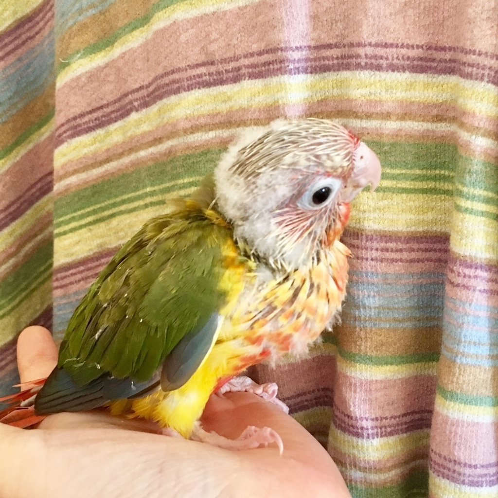 ウロコインコ ここる成長記 17日目 ここるのお返事がかわいい うろここる ウロコインコのここるの日常