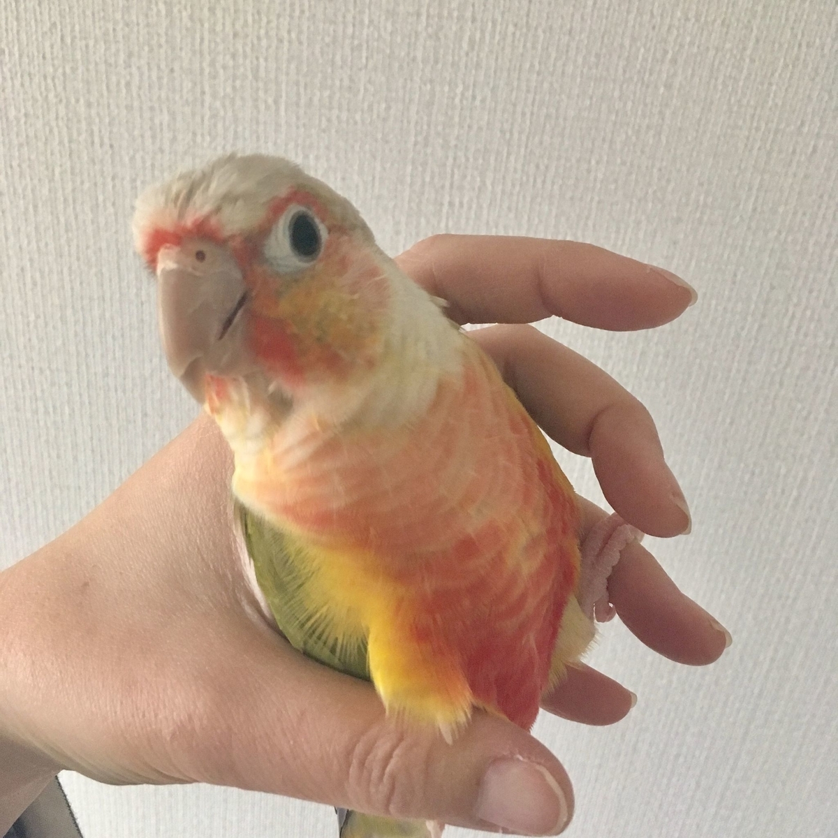f:id:urococolu:20190408154155j:plain f:id:urococolu:20190408154155j:plain