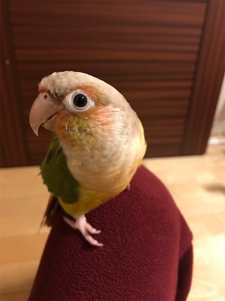 f:id:urokonoko:20170108121338j:image f:id:urokonoko:20170108121338j:image