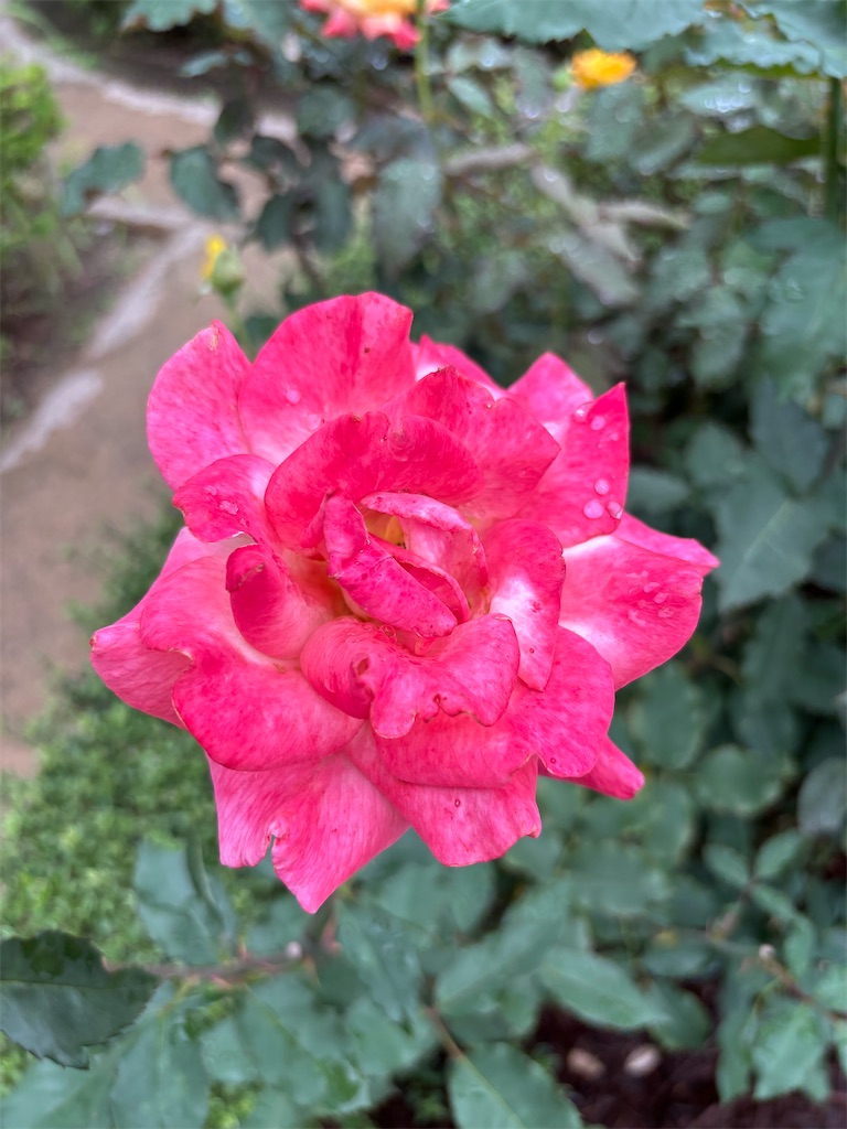 f:id:urooourooo900:20260621163505j:image