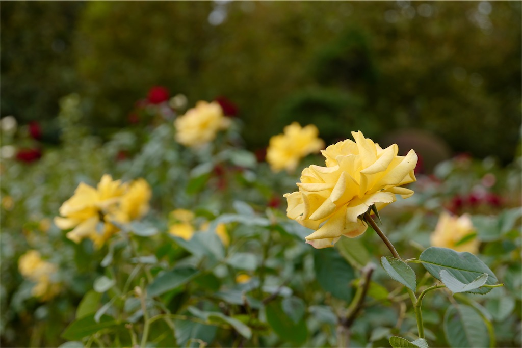 f:id:urta:20191030232959j:image
