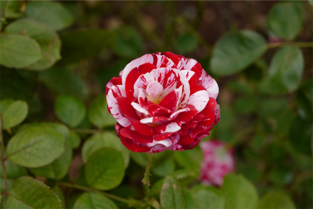 f:id:urta:20191031085659j:image