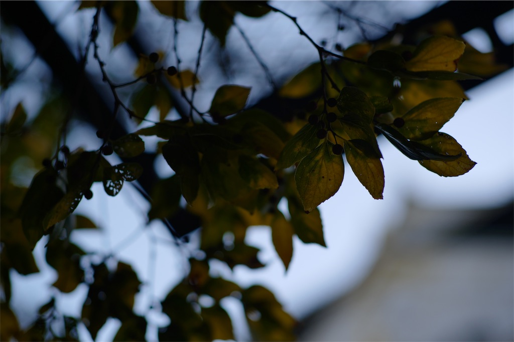 f:id:urta:20191130202230j:image