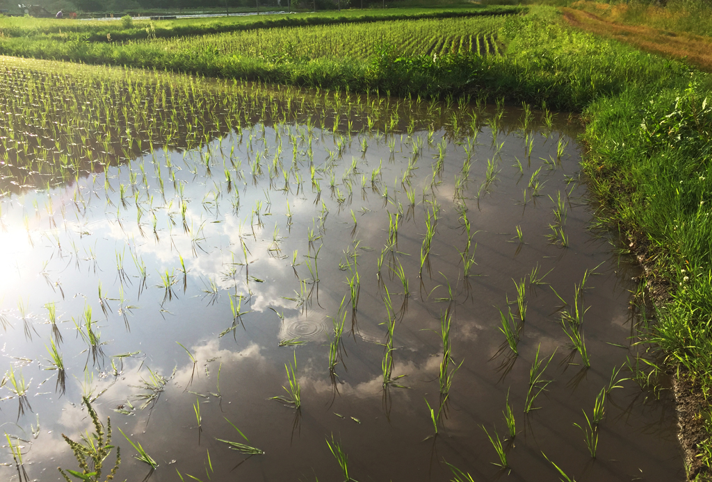 f:id:urugi-farmers:20171205224349j:plain f:id:urugi-farmers:20171205224349j:plain