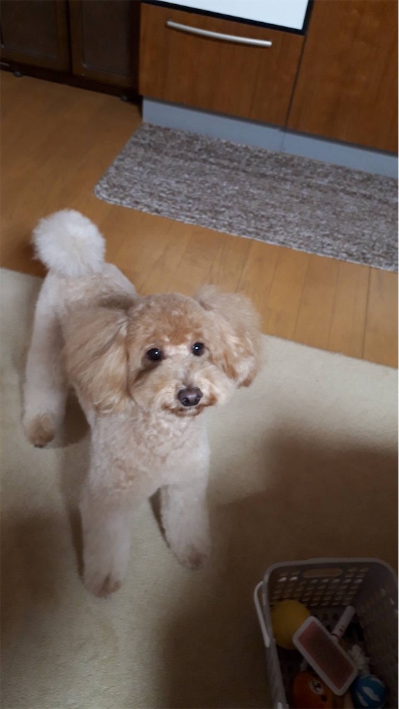 f:id:ururunokaze:20191230221216j:image