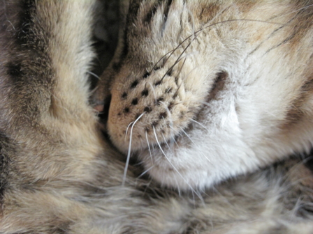 f:id:urutan:20091126010038j:image