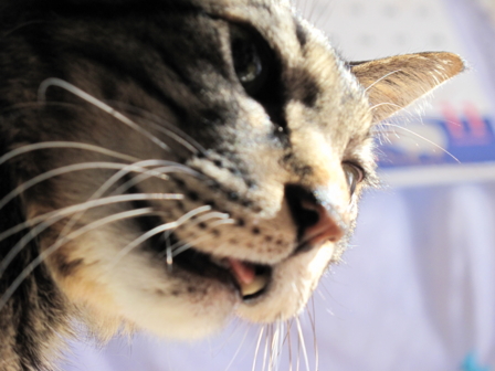 f:id:urutan:20091207015856j:image