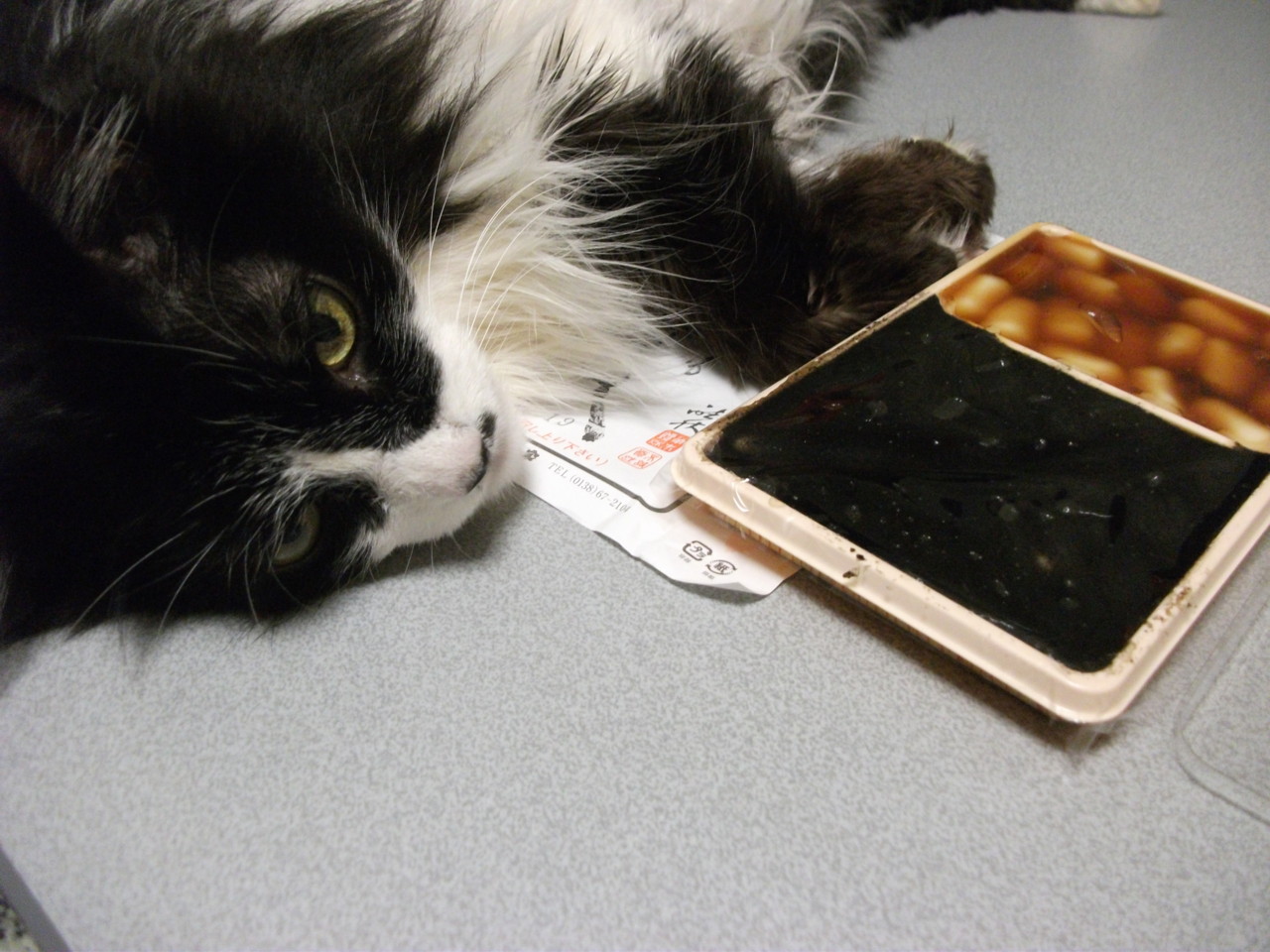  食べきれないくせに狩ってくるにゃ