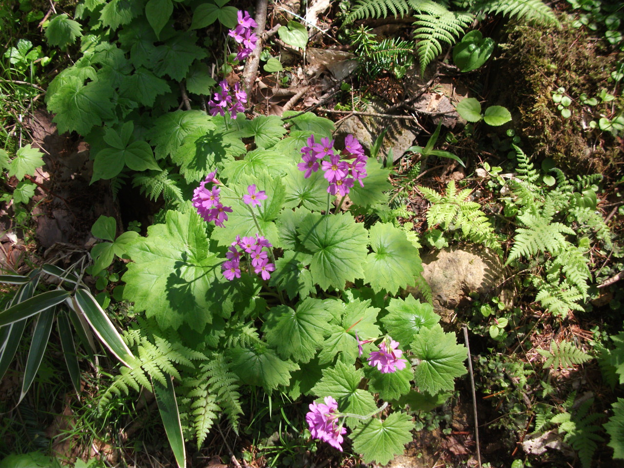  エゾオオサクラソウ