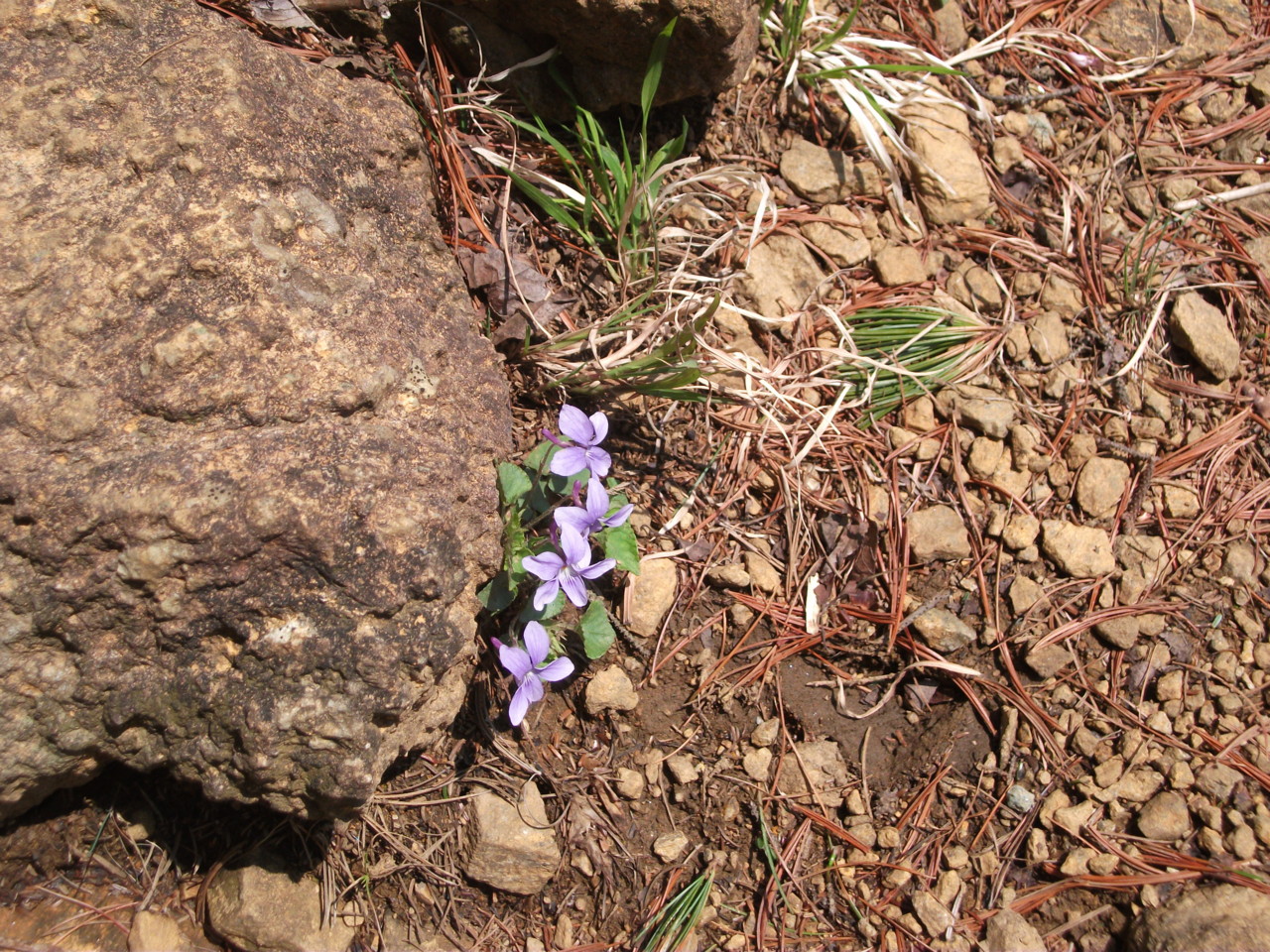  フイリミヤマスミレ