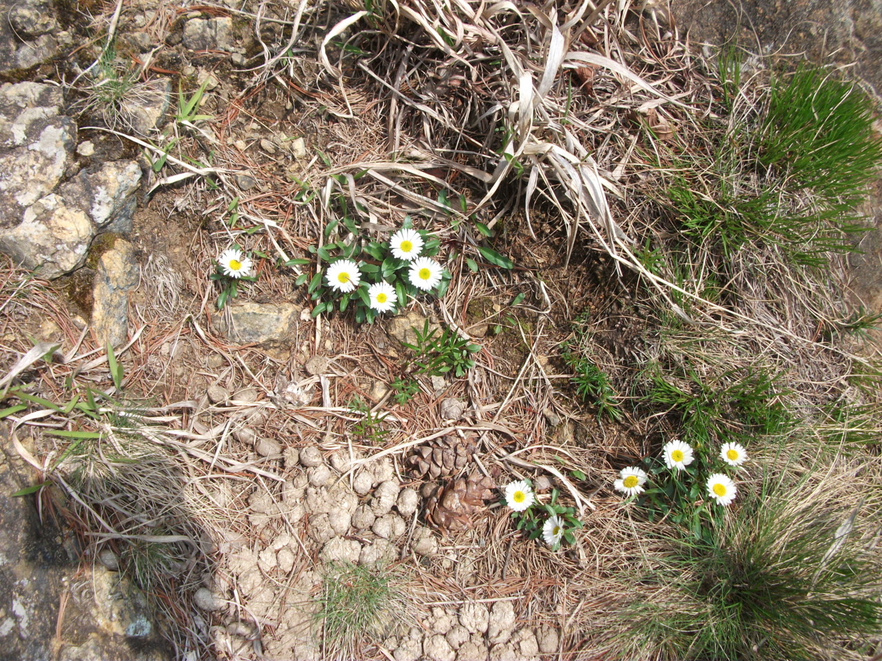  アポイアズマギク