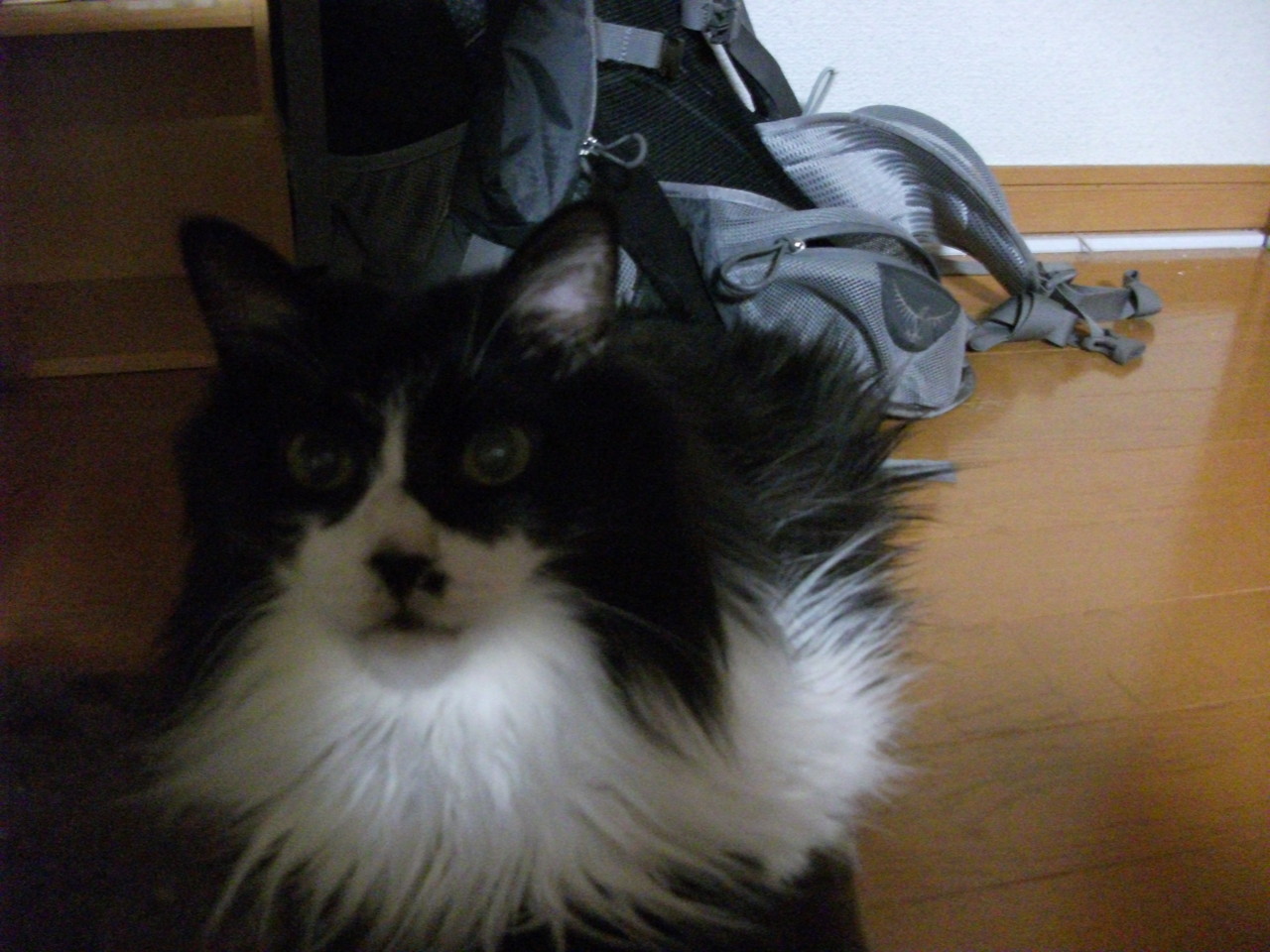  「またいきなり写真にゃ」