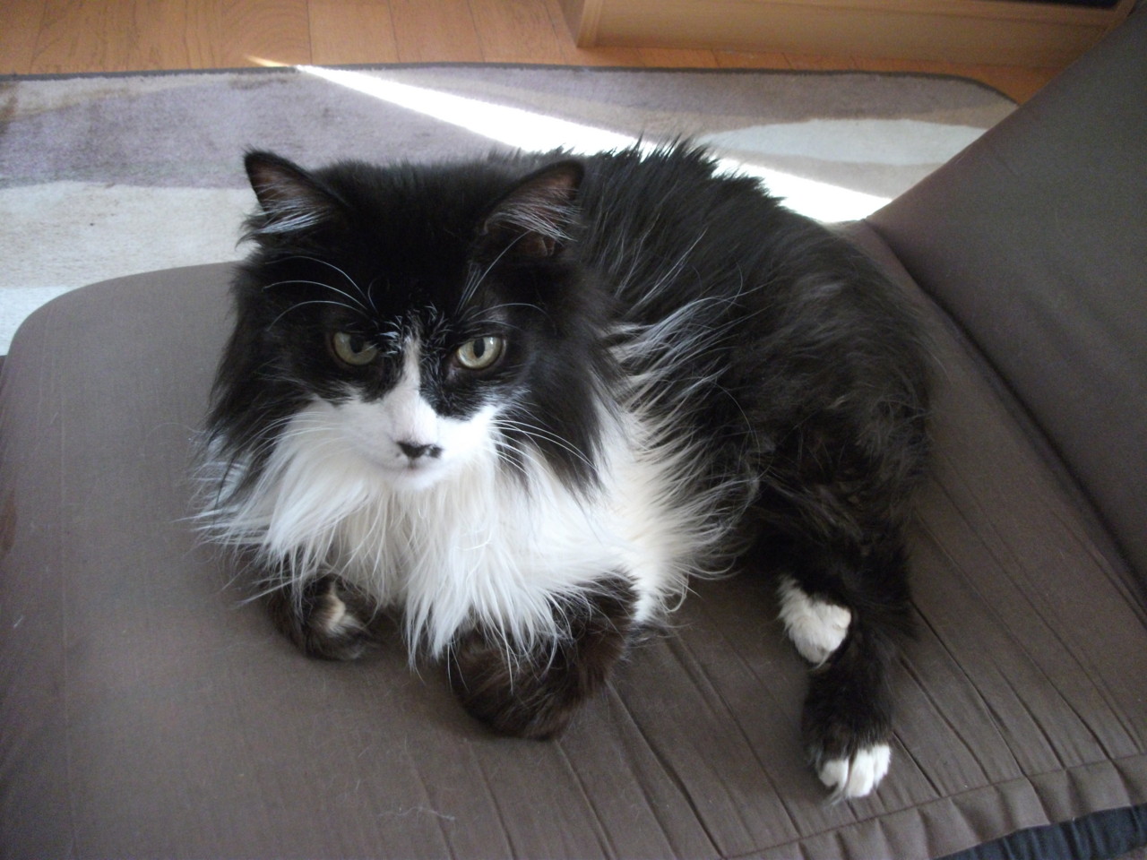  「…」(説教する気の目)