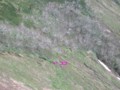 [西興部][ウェンシリ岳] UMA発見
