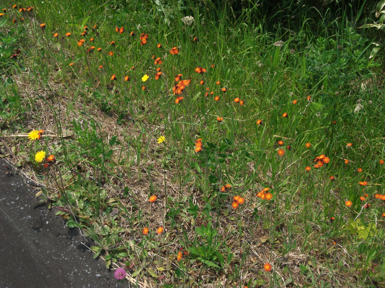  路傍の花たち(コウリンタンポポとタンポポもどき？)