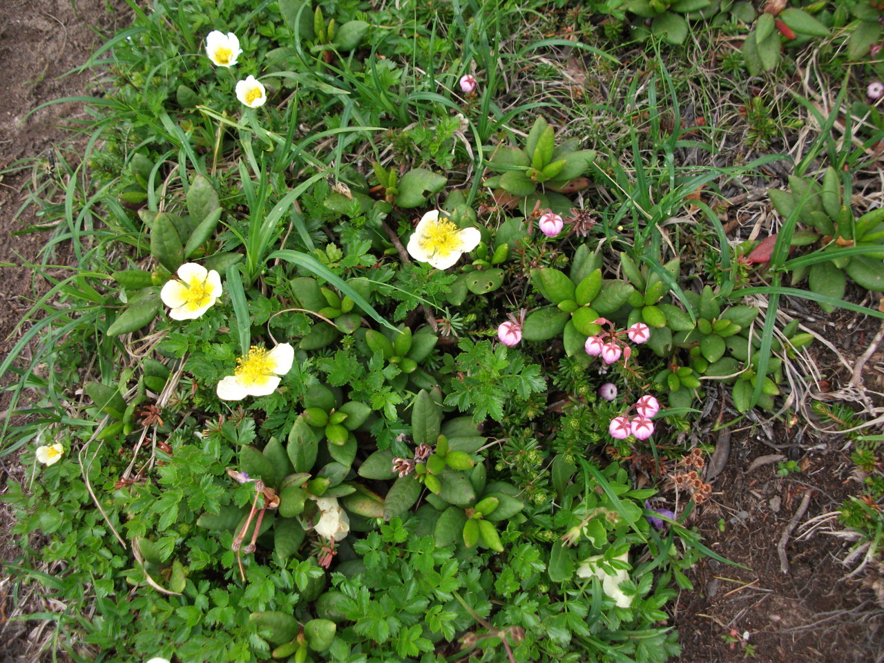  チングルマ＆エゾノツガザクラ