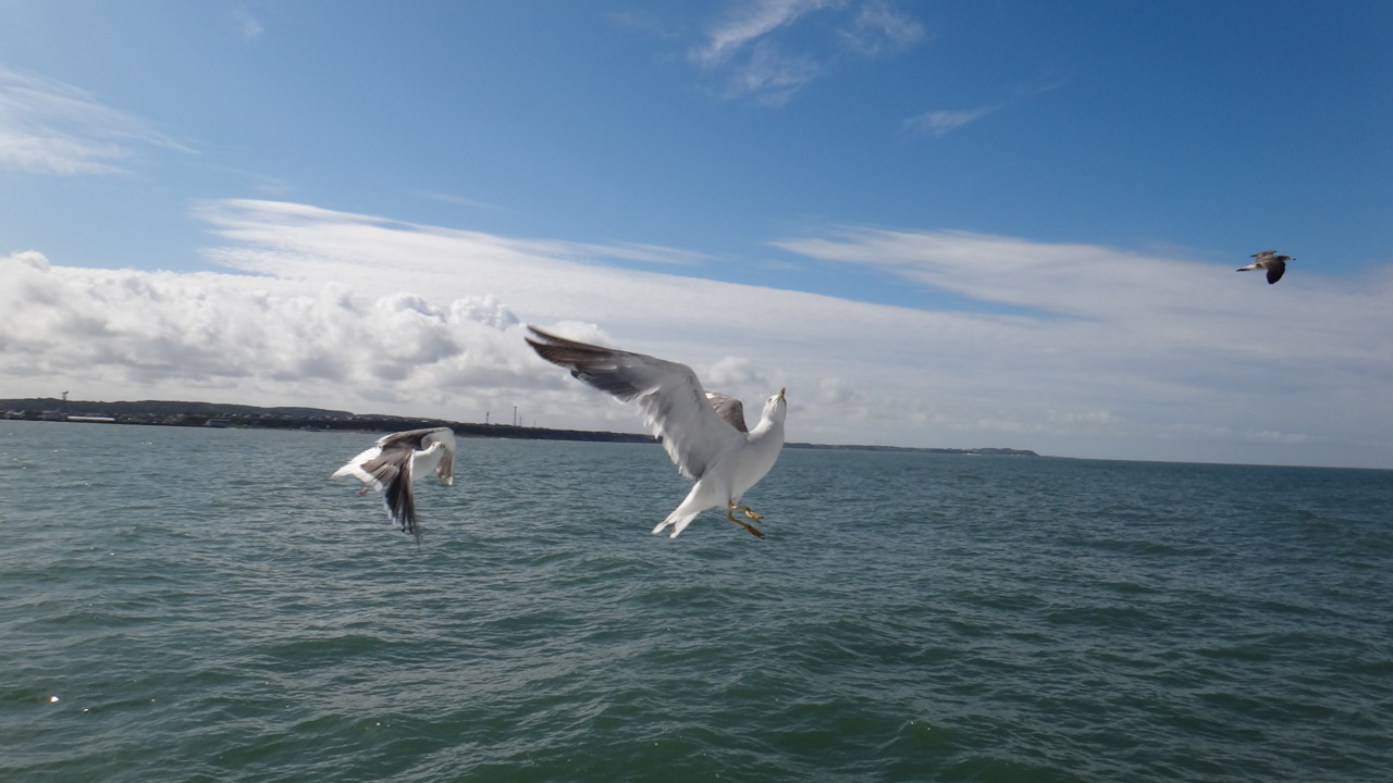  船を追いかけて飛行するウミネコさん