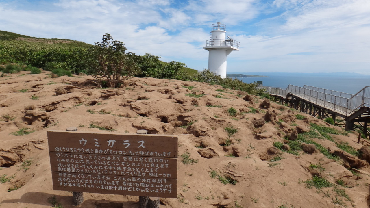  無数のウトウの巣穴(巣立ち後)