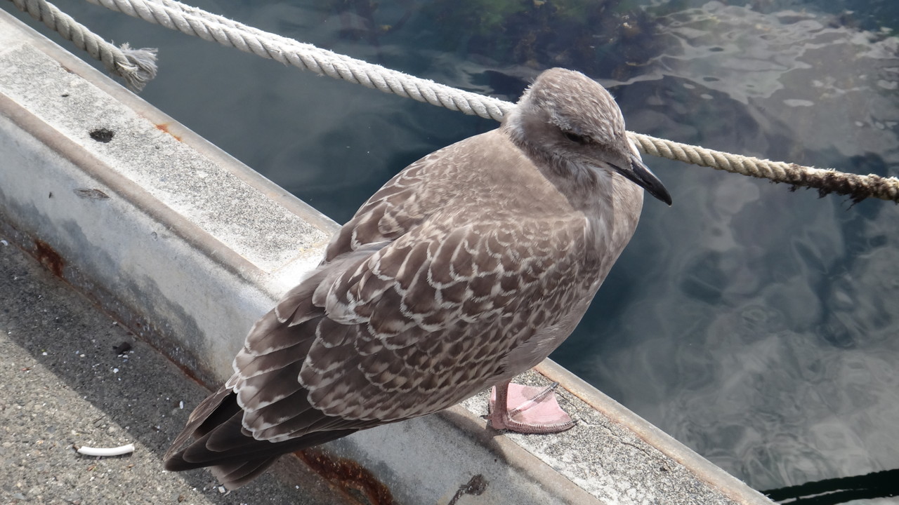  セグロカモメの幼鳥(デカい)