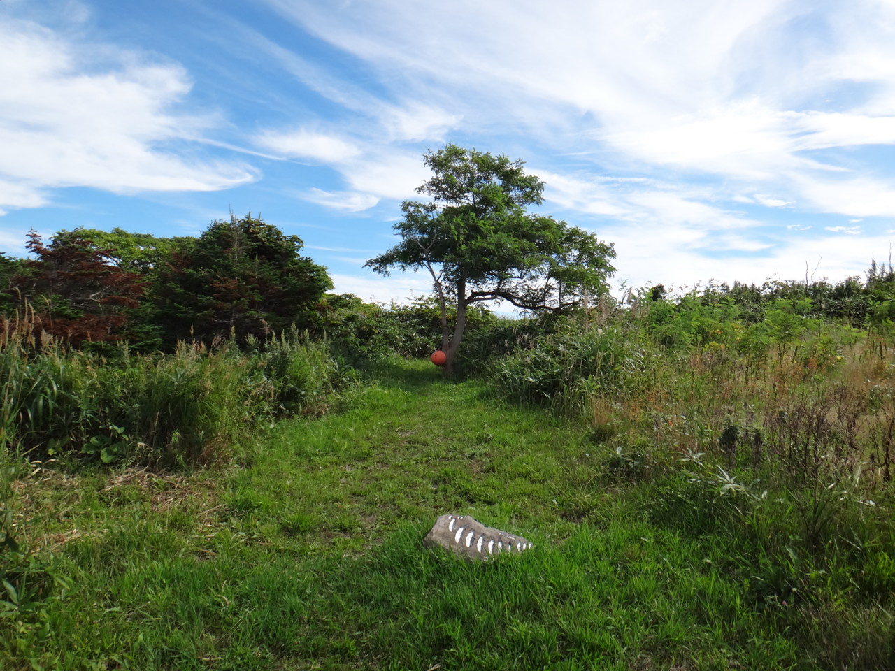  フットパスコース本当の入口