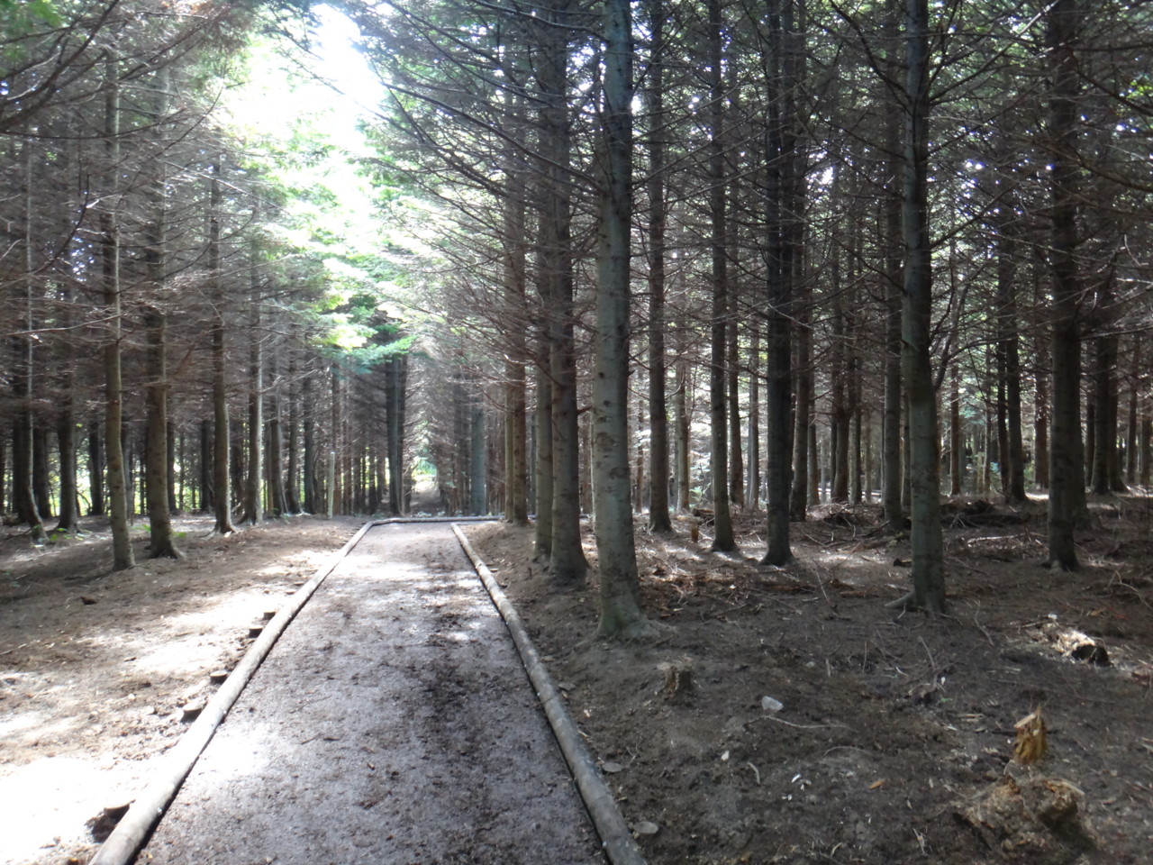  うっそうとした植林地帯