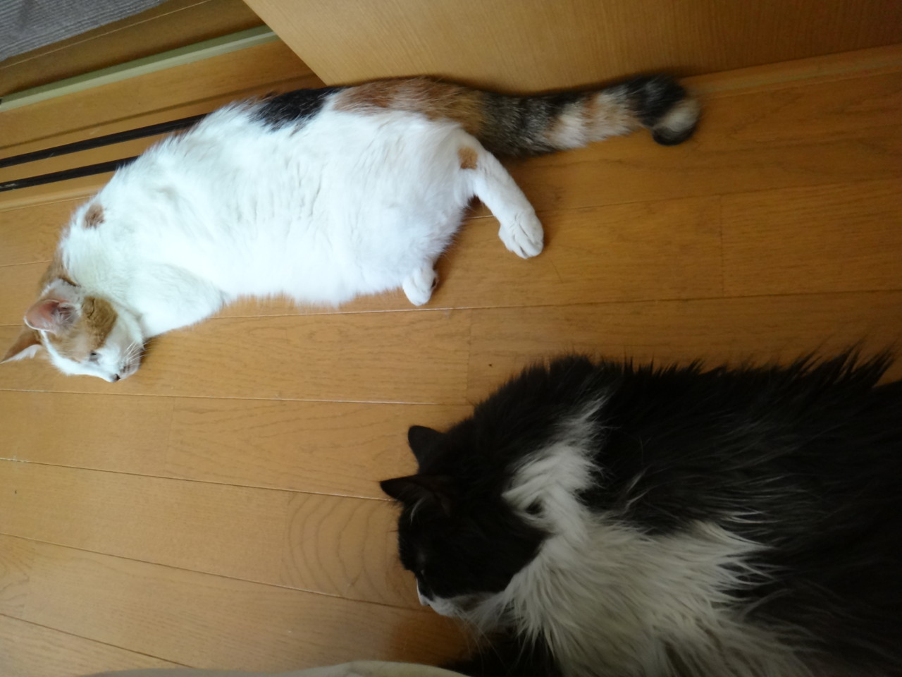  シンクロナイズド涼しい場所でぐったり