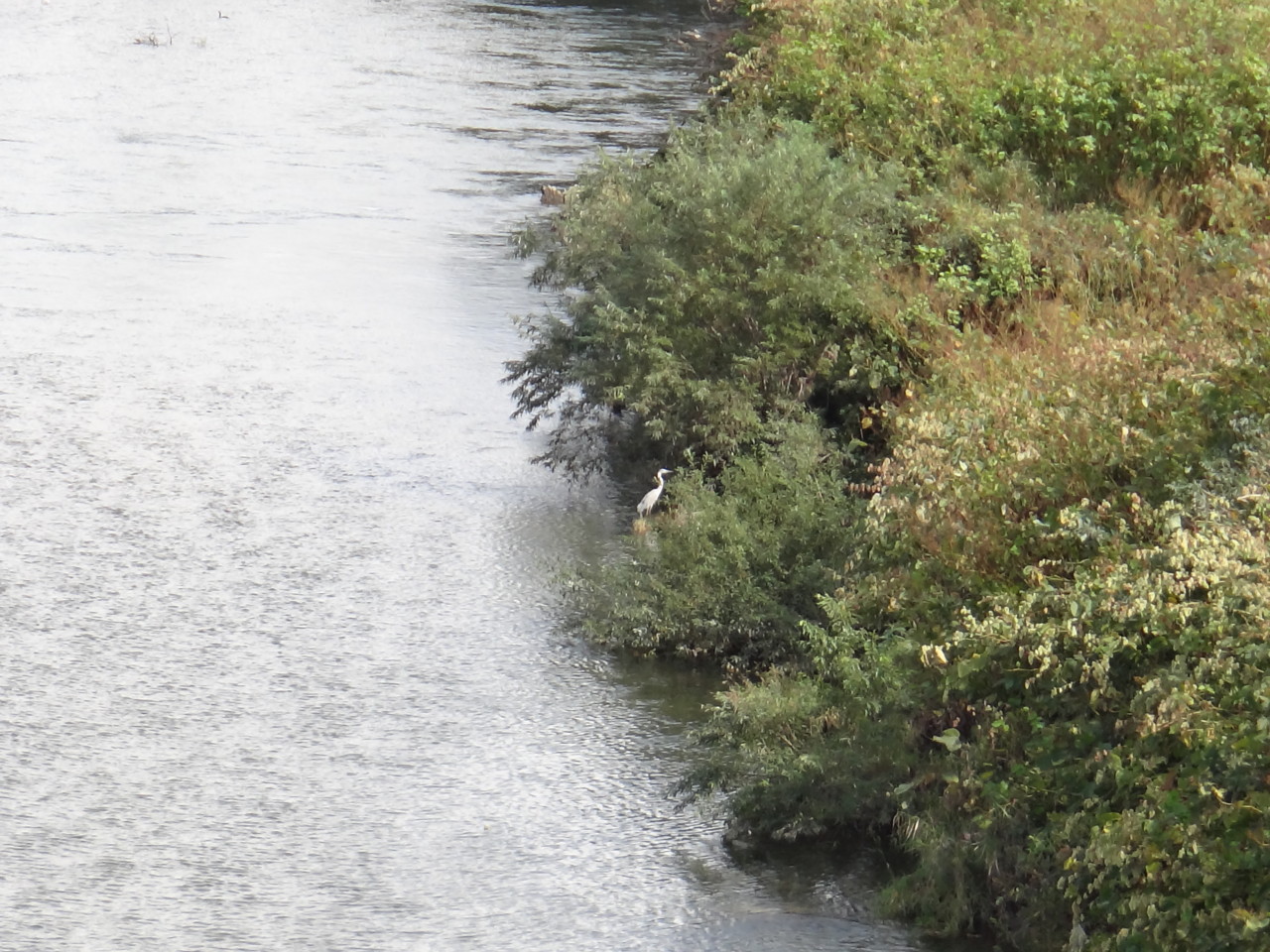  アオサギ＠後志利別川