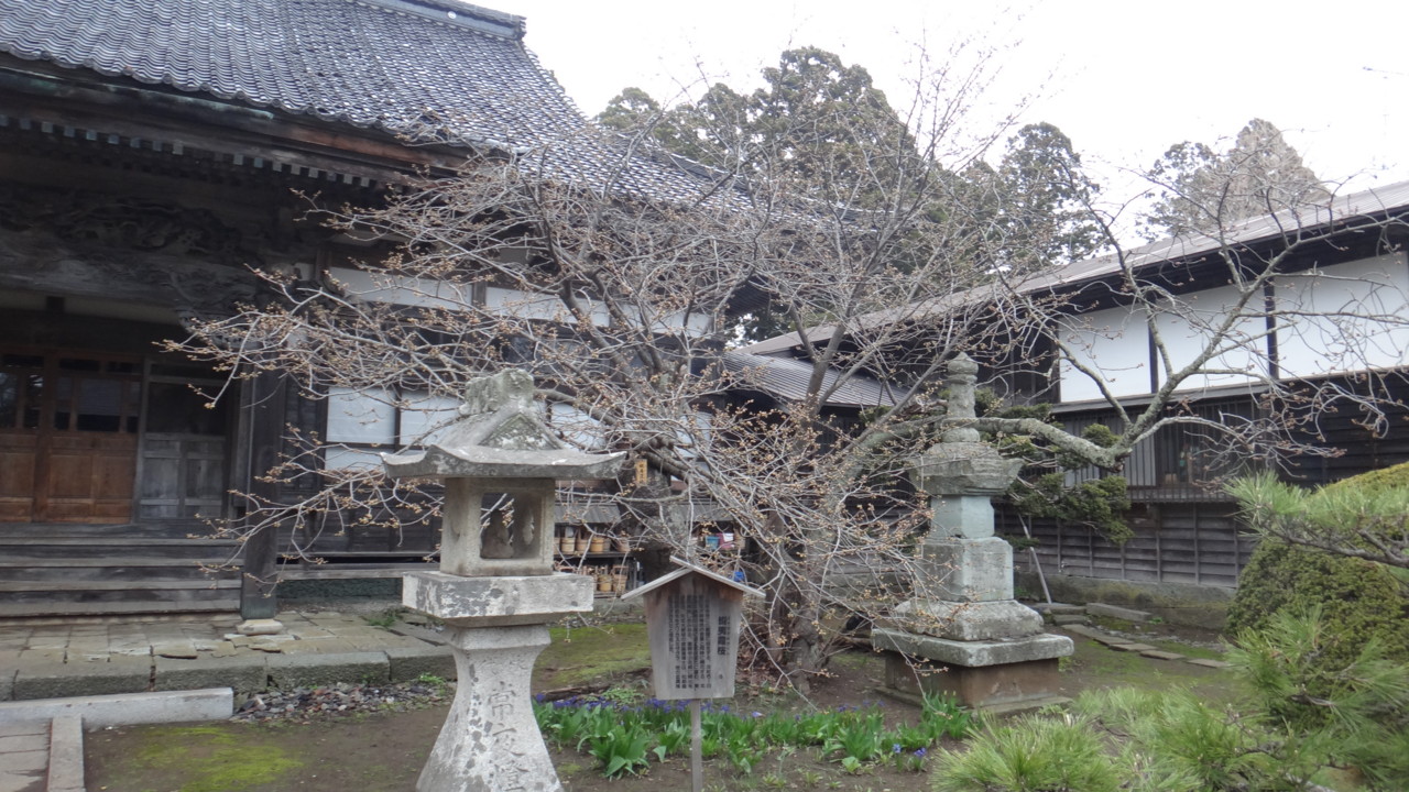  蝦夷霞桜