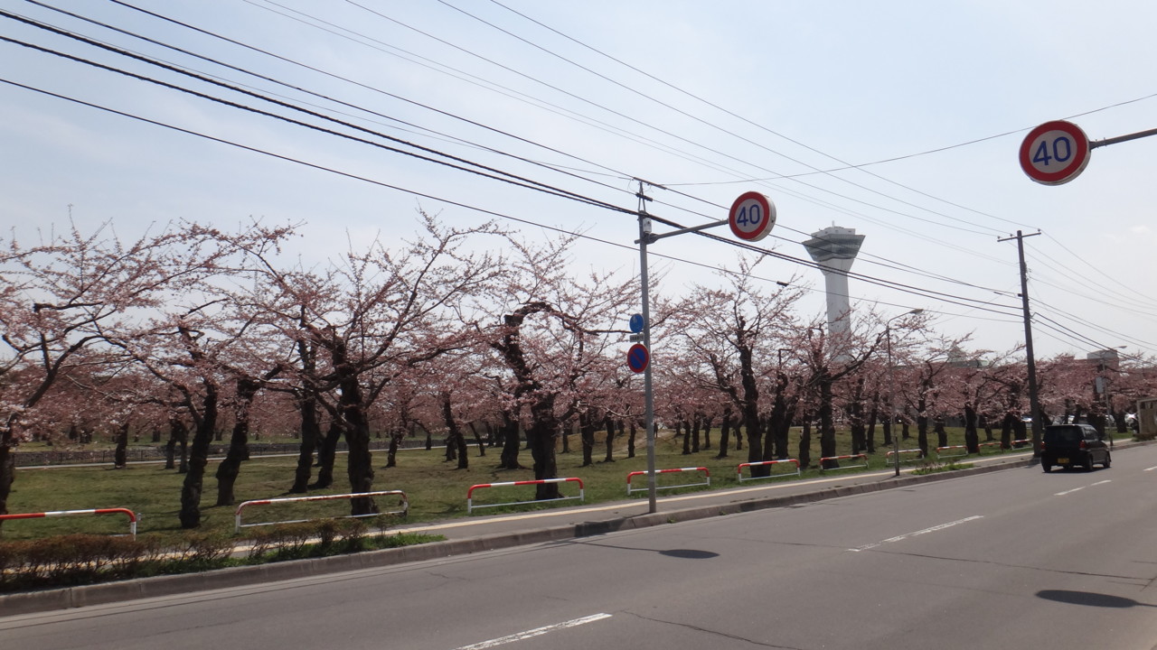  函館も咲いてる!