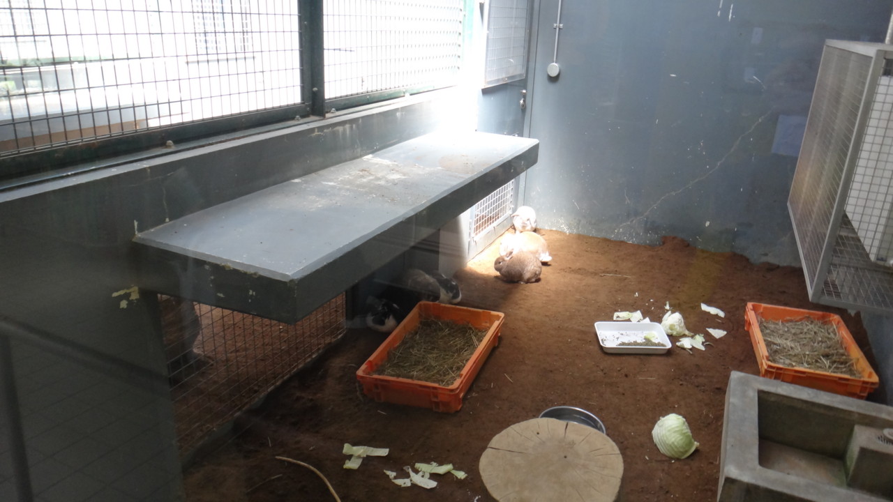  第1動物はウサギ