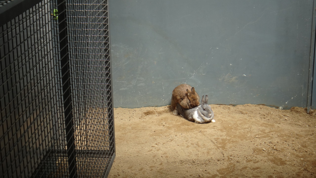  おさかんなウサギさんたち