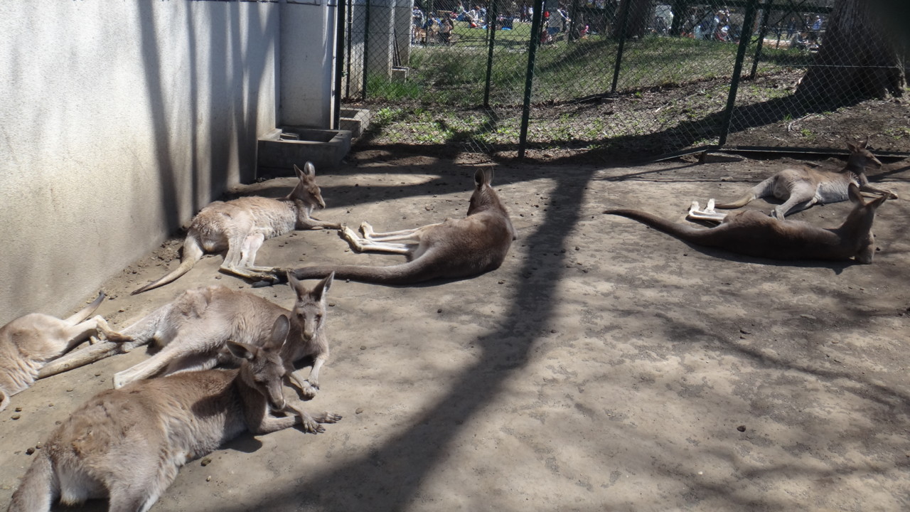  オオカンガルー