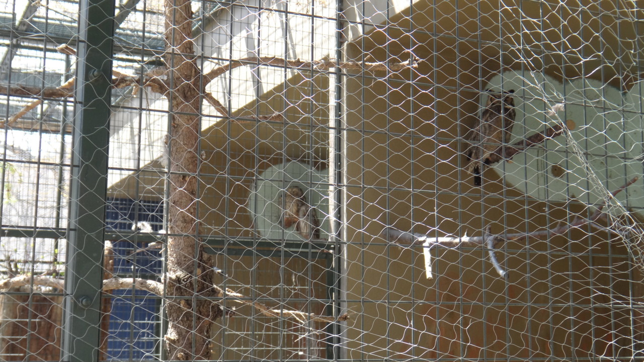  右アメリカワシミミズク、中央エゾフクロウ