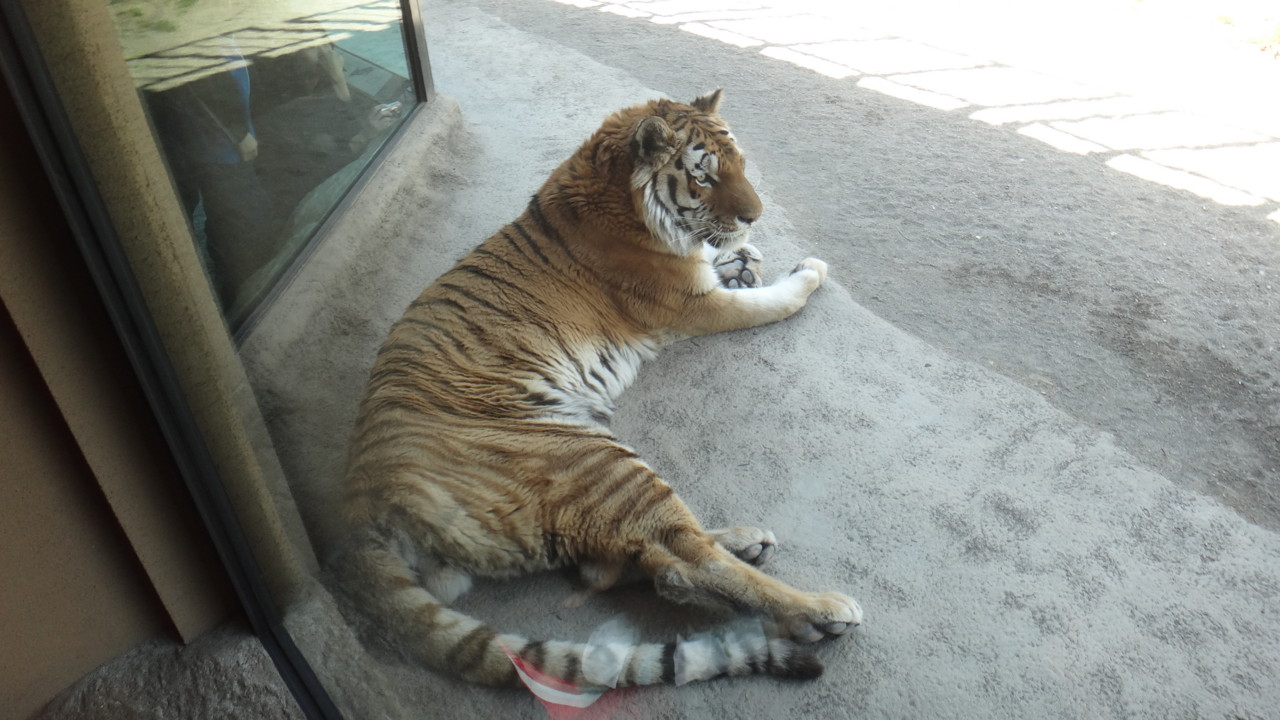  くつろぎ中のごようす